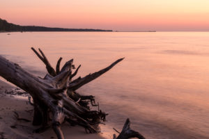 Estland, Ostseeinsel Hiiumaa, Tareste, Törvanina-Strand im Morgenlicht, Treibgut, Wurzel Estland, Ostseeinsel Hiiumaa, Tareste, Törvanina-Strand im Morgenlicht, Treibgut, Wurzel